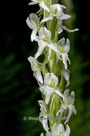 platanthera dilatata var leucostachys 2 graphic